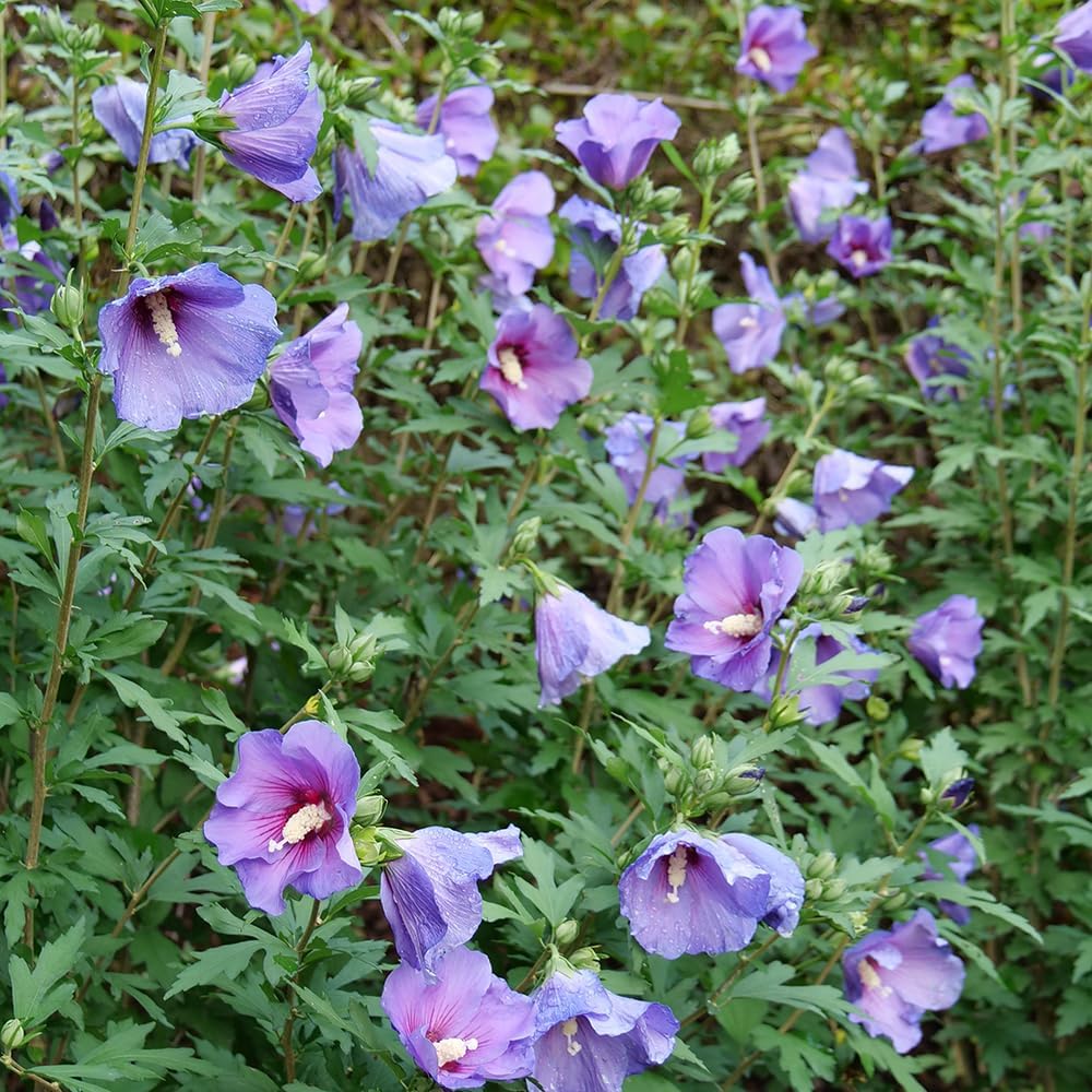 2 Gallon Hibiscus Shrub N15729