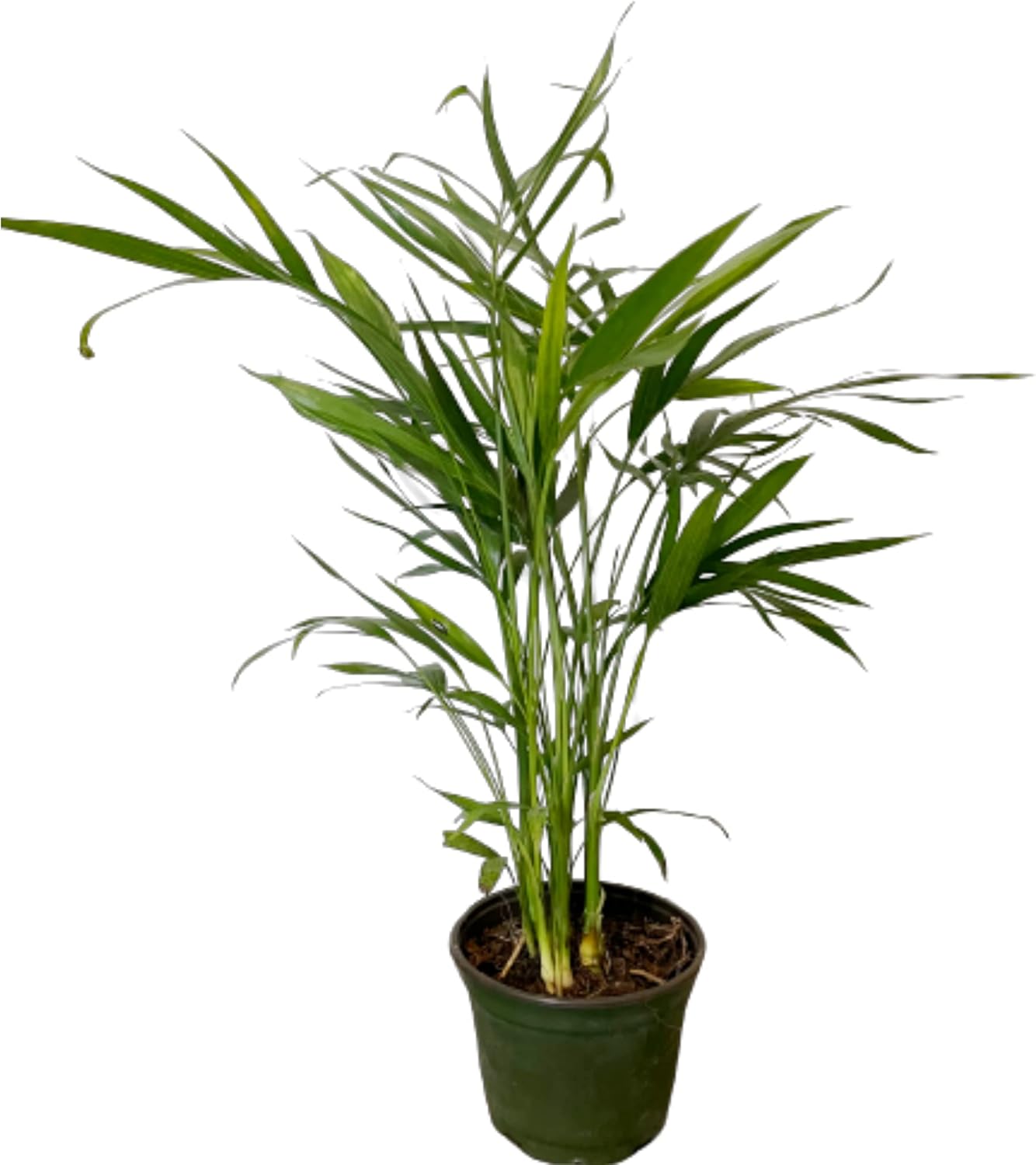 6" Pot Areca Palm Live Plant F419