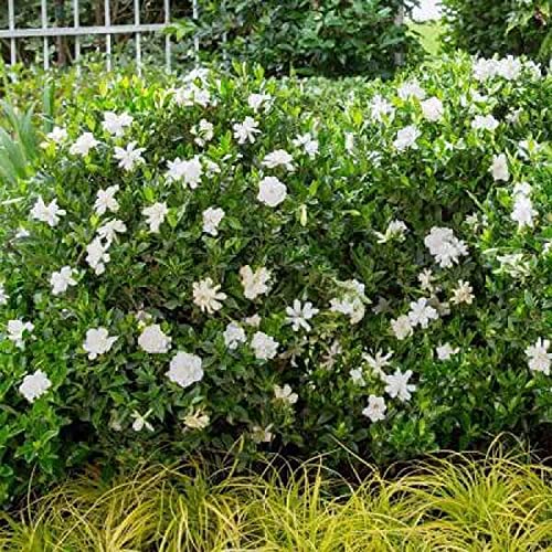 2.5 Quart White Gardenia W46599