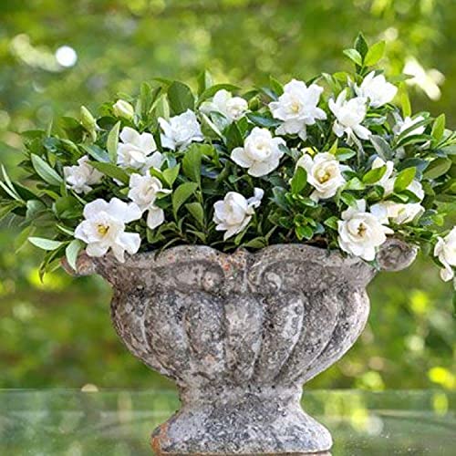 2.5 Quart White Gardenia W46599