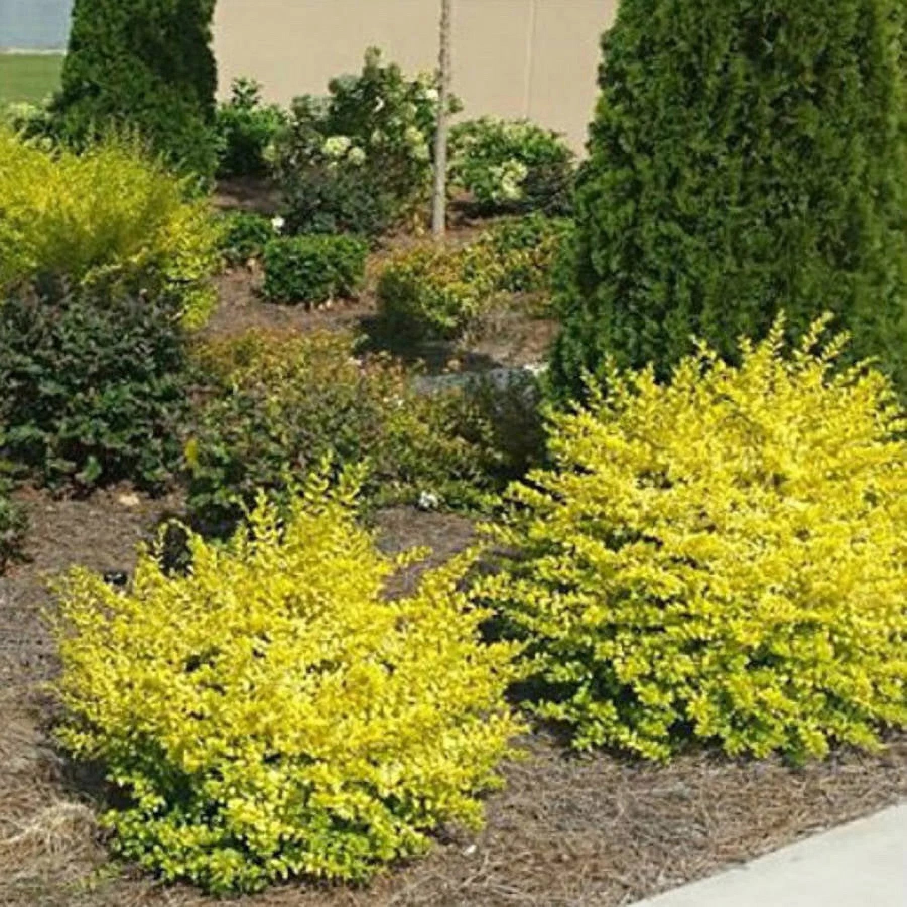 2 Gallon Evergreen Shrub with Bright Yellow Foliage O90592