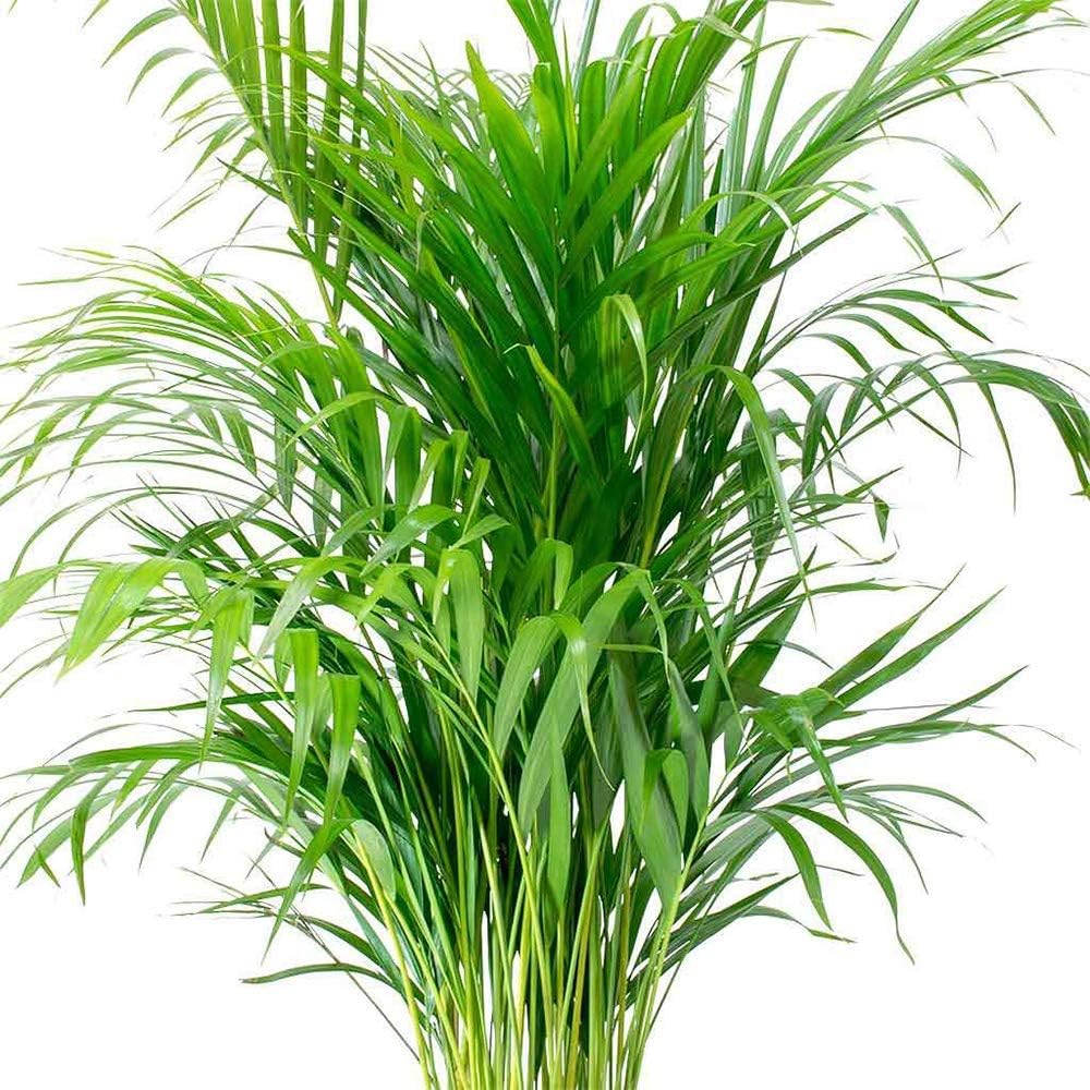 6" Pot Areca Palm Live Plant F419