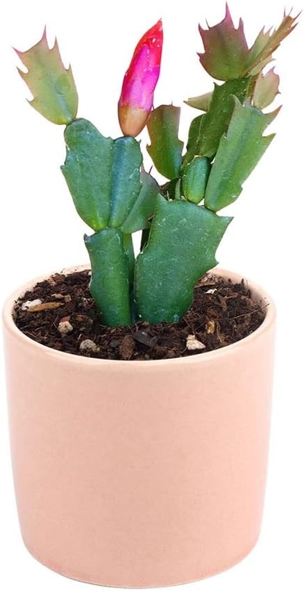 Live Cactus Plants B4385