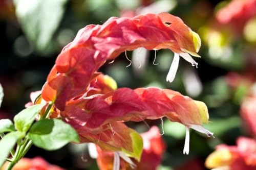 2 Shrimp Live Plants N417