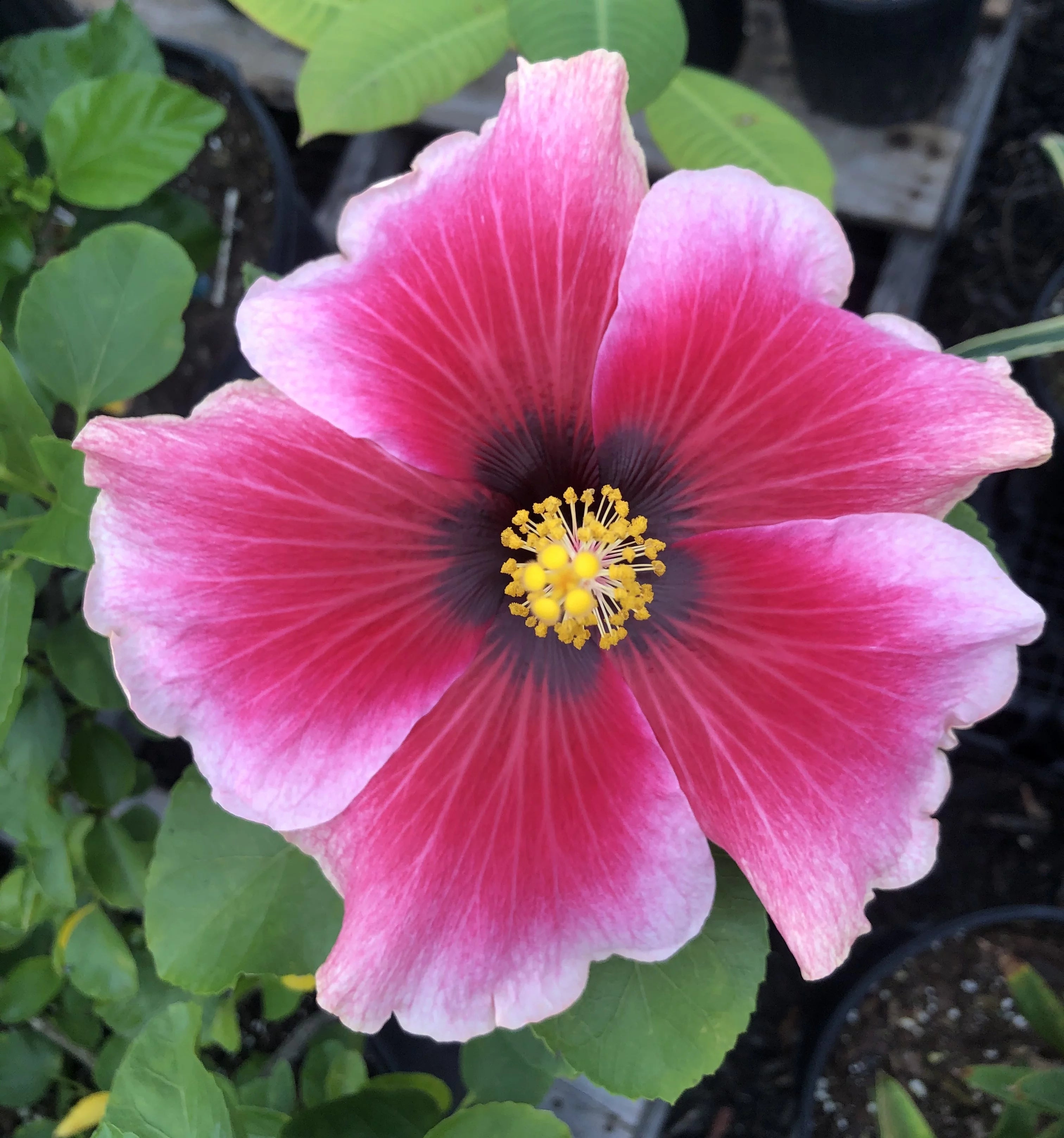 4" pot Live Tropical Hibiscus Plant Z8326