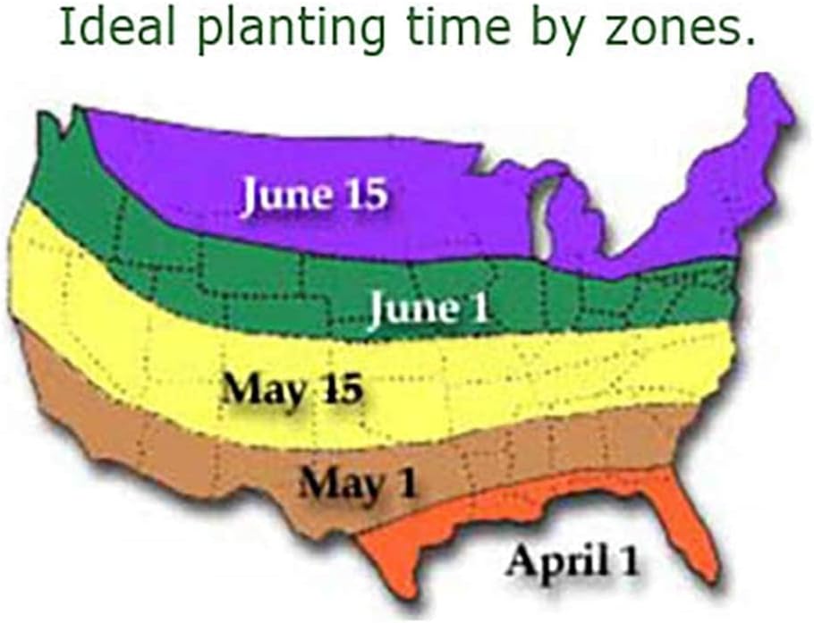 Large Size Caladium Root R62806