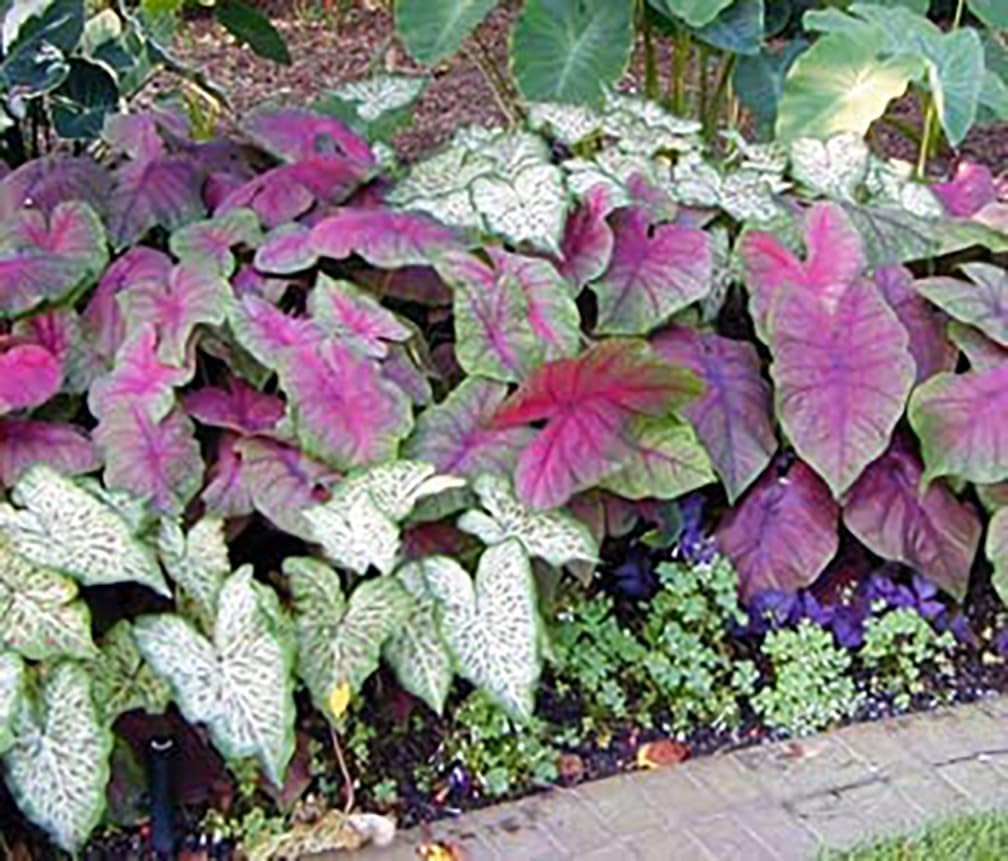 Large Size Caladium Root R62806