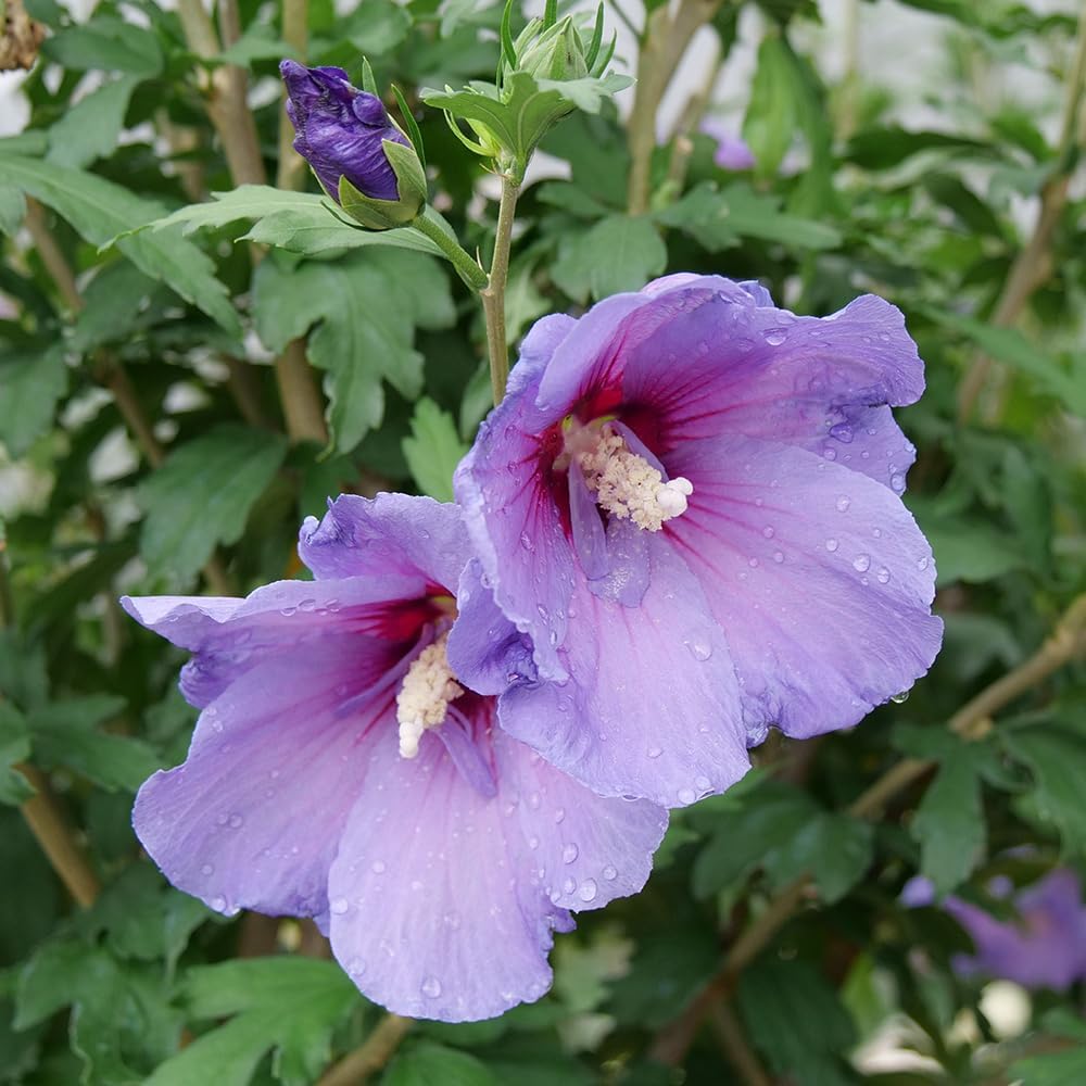 2 Gallon Hibiscus Shrub N15729
