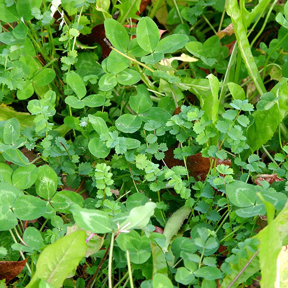 5.6 Pounds Perennial Deer Food Plot Seed K418