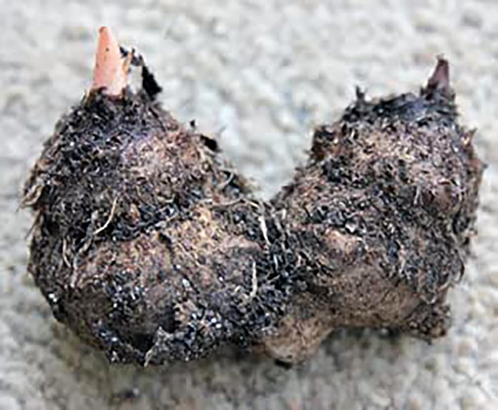 Large Size Caladium Root R62806