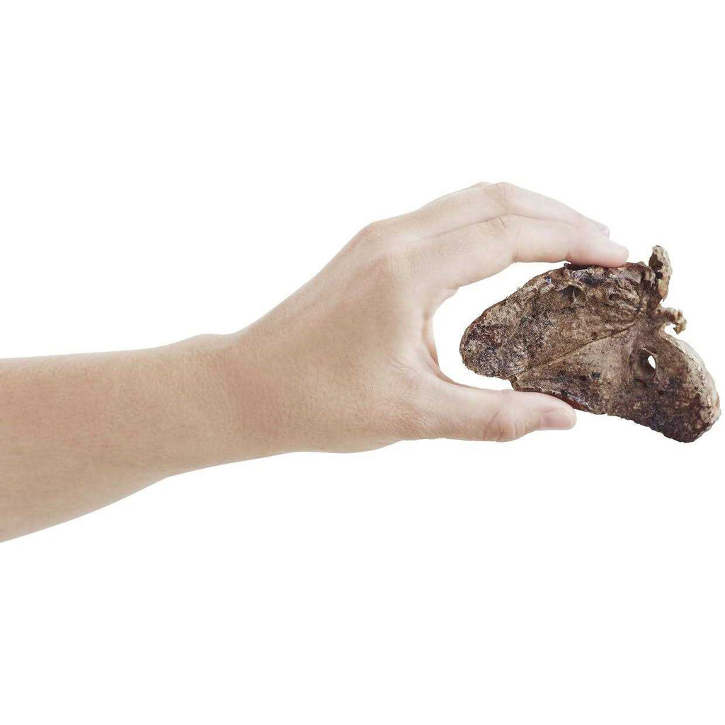 All-Natural Dehydrated Beef Lung Dog Treats C134
