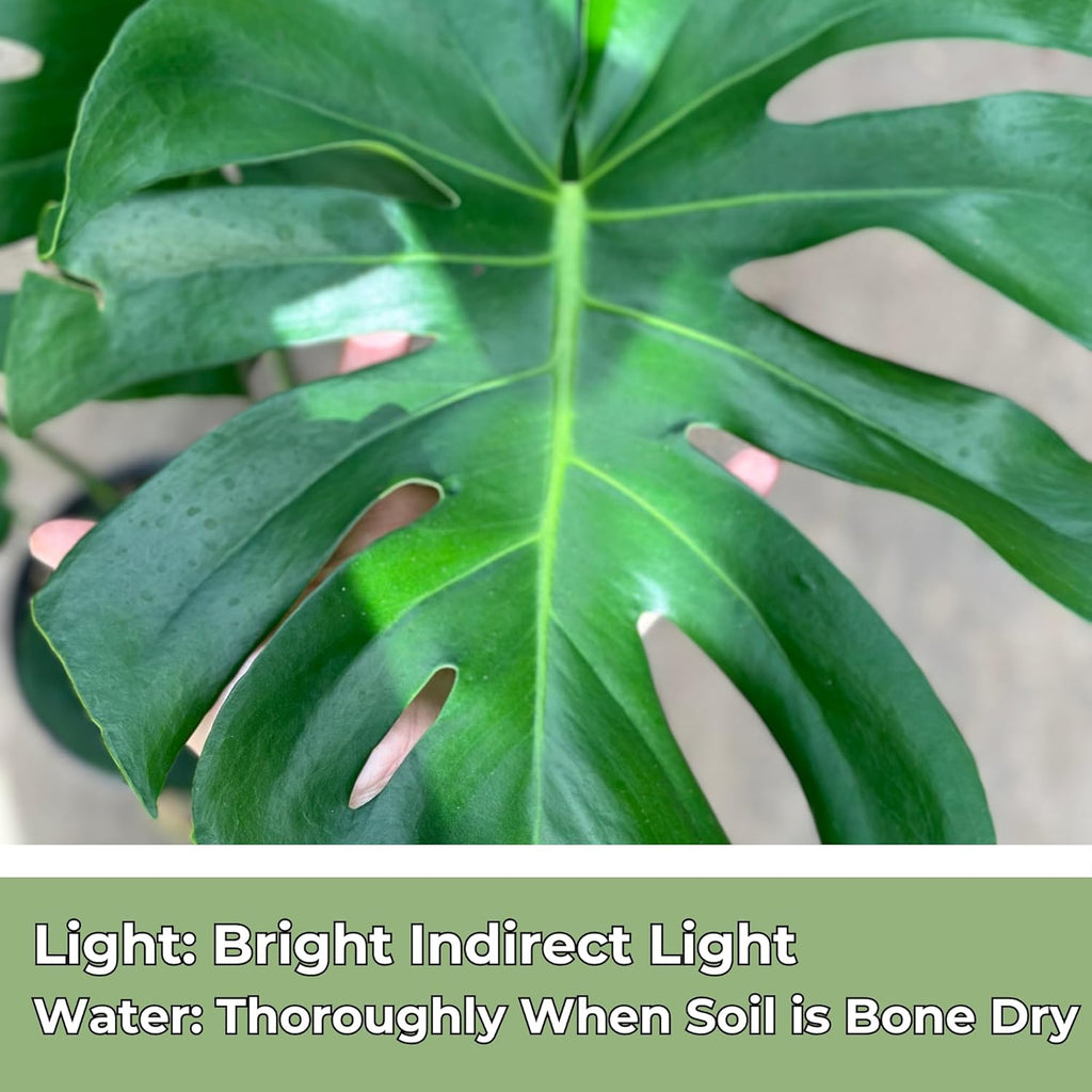 Monstera Deliciosa Live Plant with 4 Inch Pot X23645