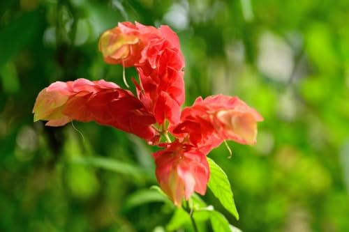 2 Shrimp Live Plants N417