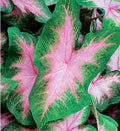 Large Size Caladium Root R62806