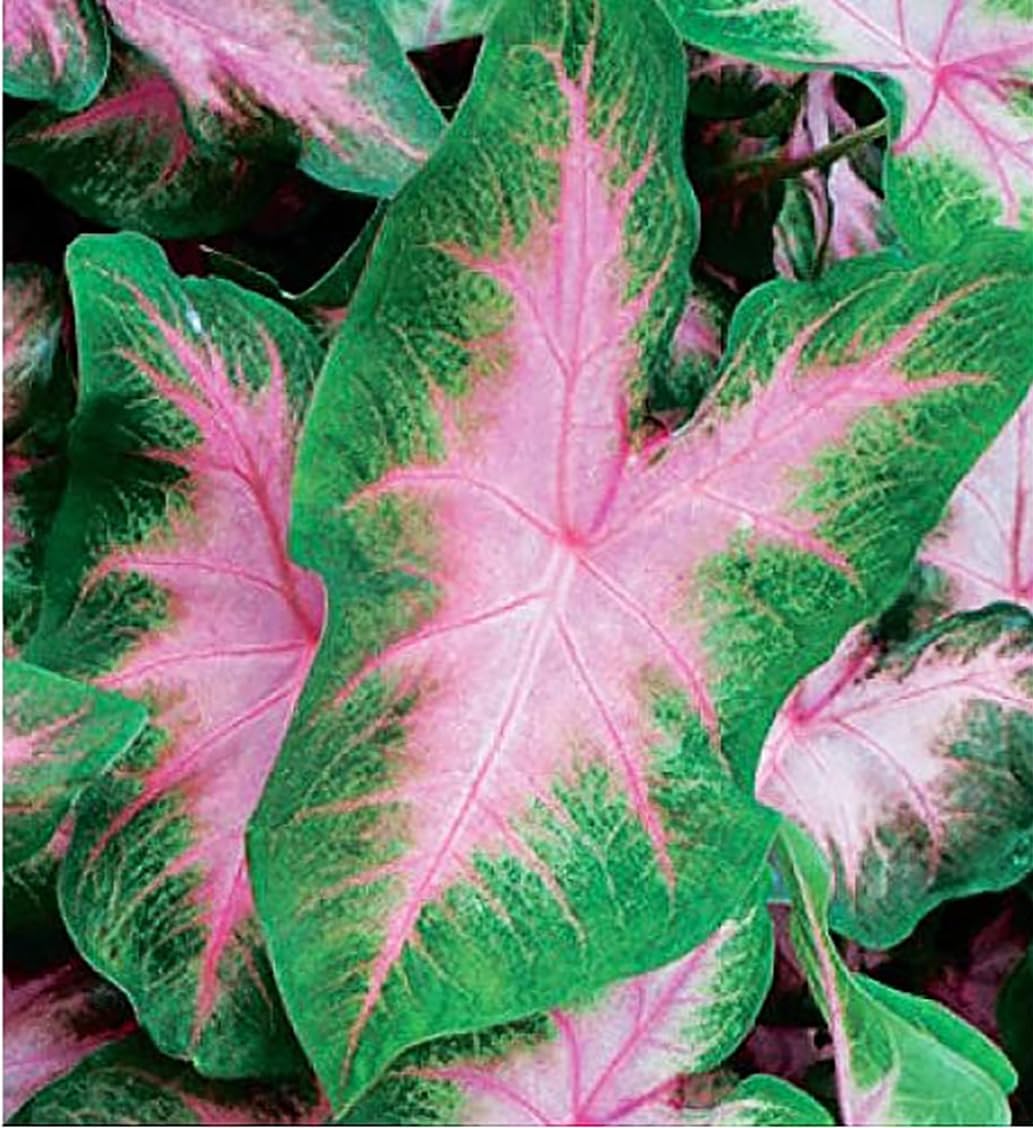 Large Size Caladium Root R62806
