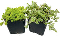 2" Pot 2 Pack Set Succulent Cactus Plants O23259
