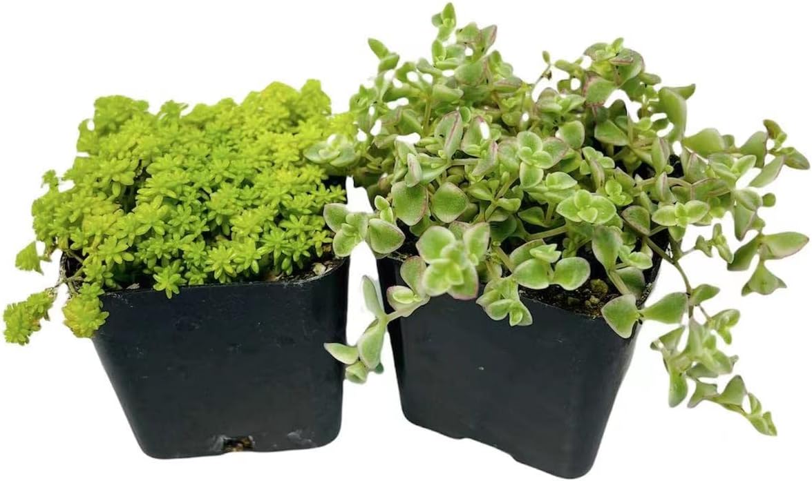 2" Pot 2 Pack Set Succulent Cactus Plants O23259