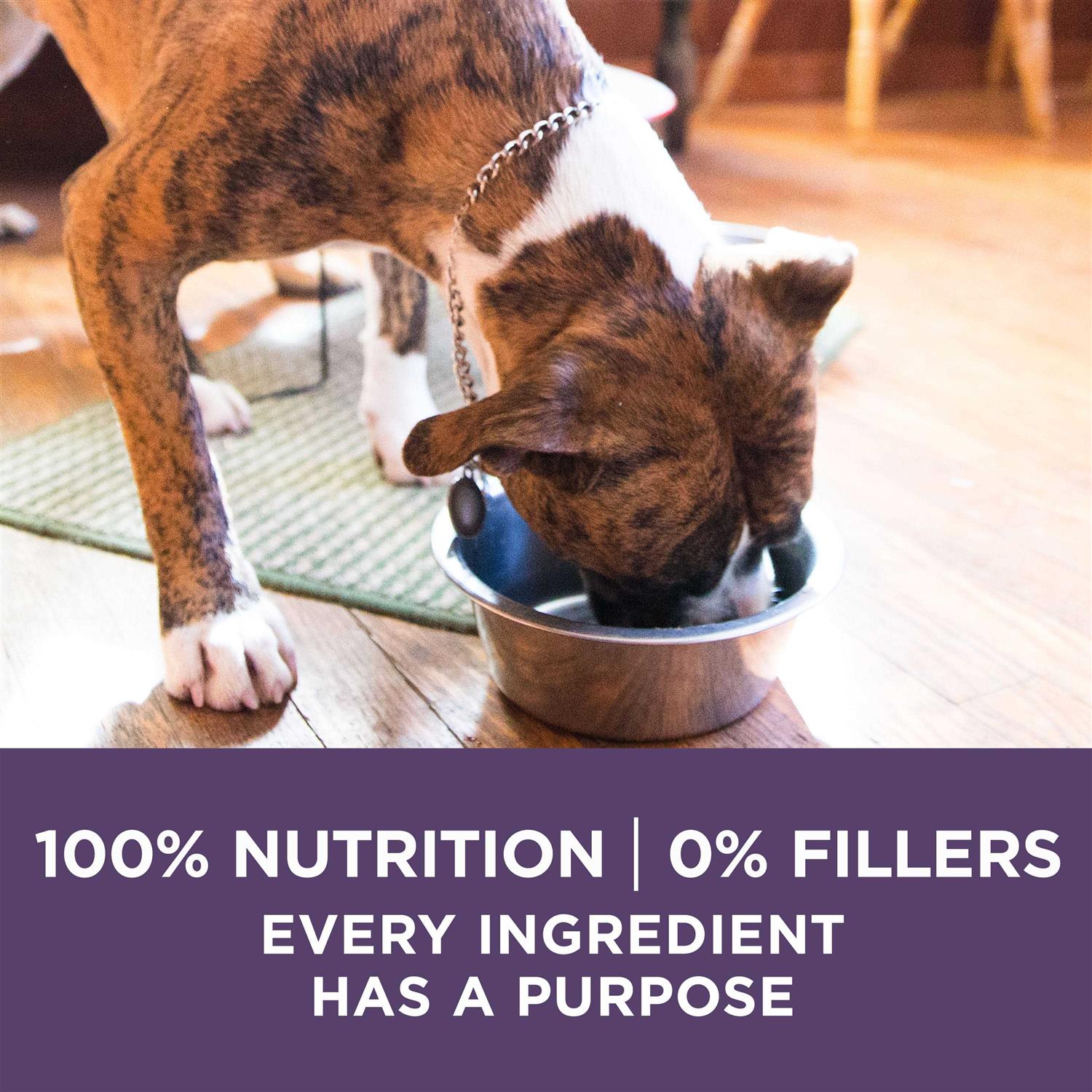 Adult Dry Dog Food Senior Z6158