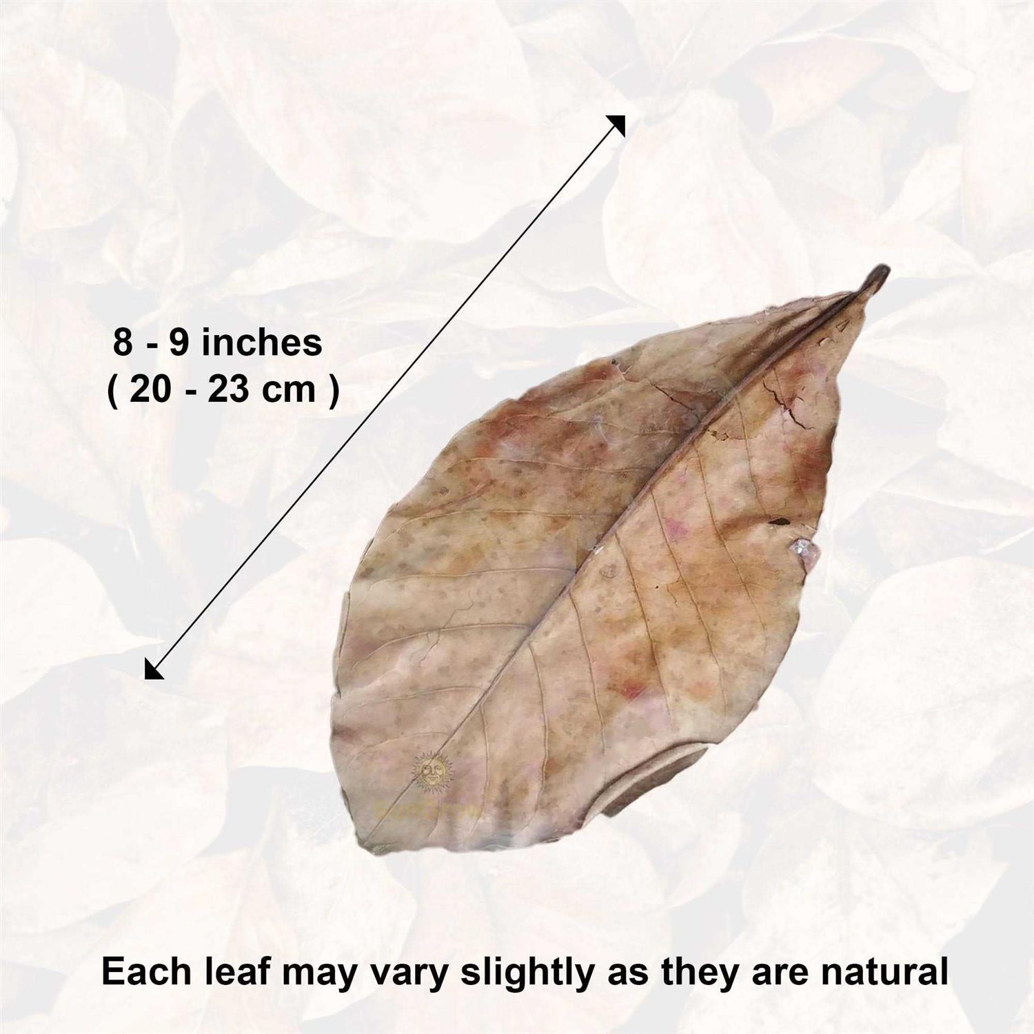 Indian Almond Leaves Water Conditioner for Freshwater Aquarium A3093