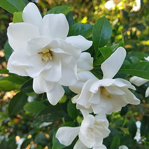 2.5 Quart White Gardenia W46599