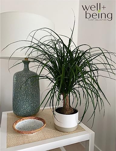 Ponytail Palm Live Houseplant (8-15 inches Tall) in growers pot Q9924
