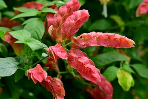2 Shrimp Live Plants N417