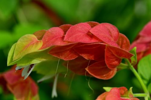 2 Shrimp Live Plants N417