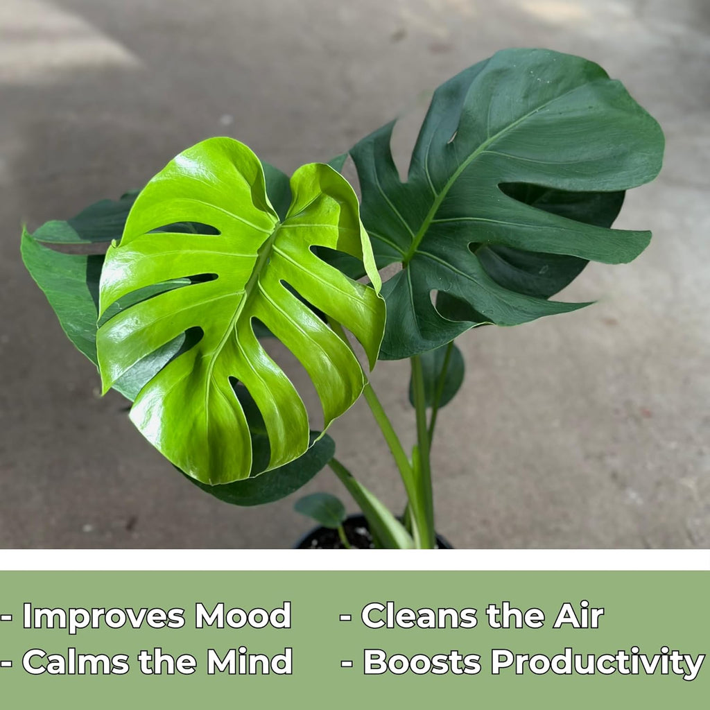 Monstera Deliciosa Live Plant with 4 Inch Pot X23645