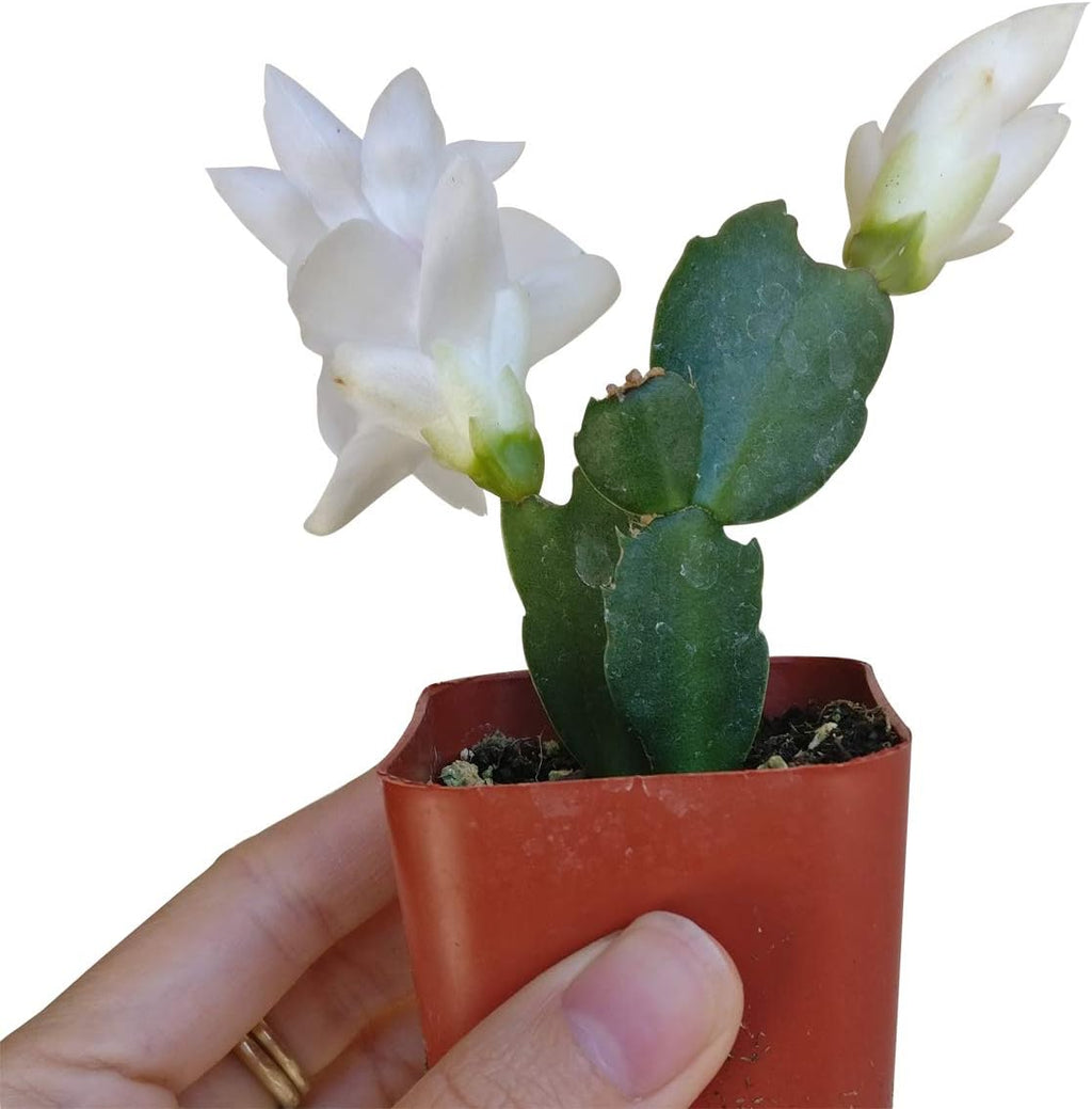 Live Cactus Plants B4385