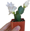 Live Cactus Plants B4385