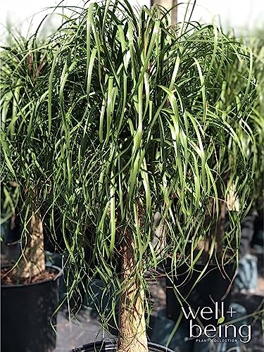 Ponytail Palm Live Houseplant (8-15 inches Tall) in growers pot Q9924
