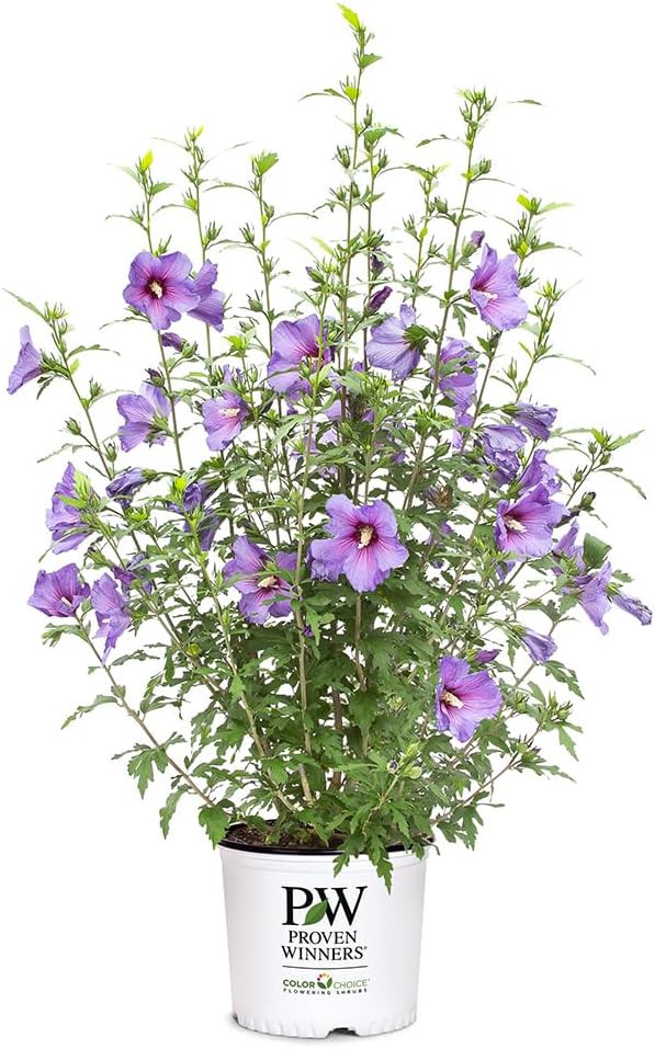 2 Gallon Hibiscus Shrub N15729