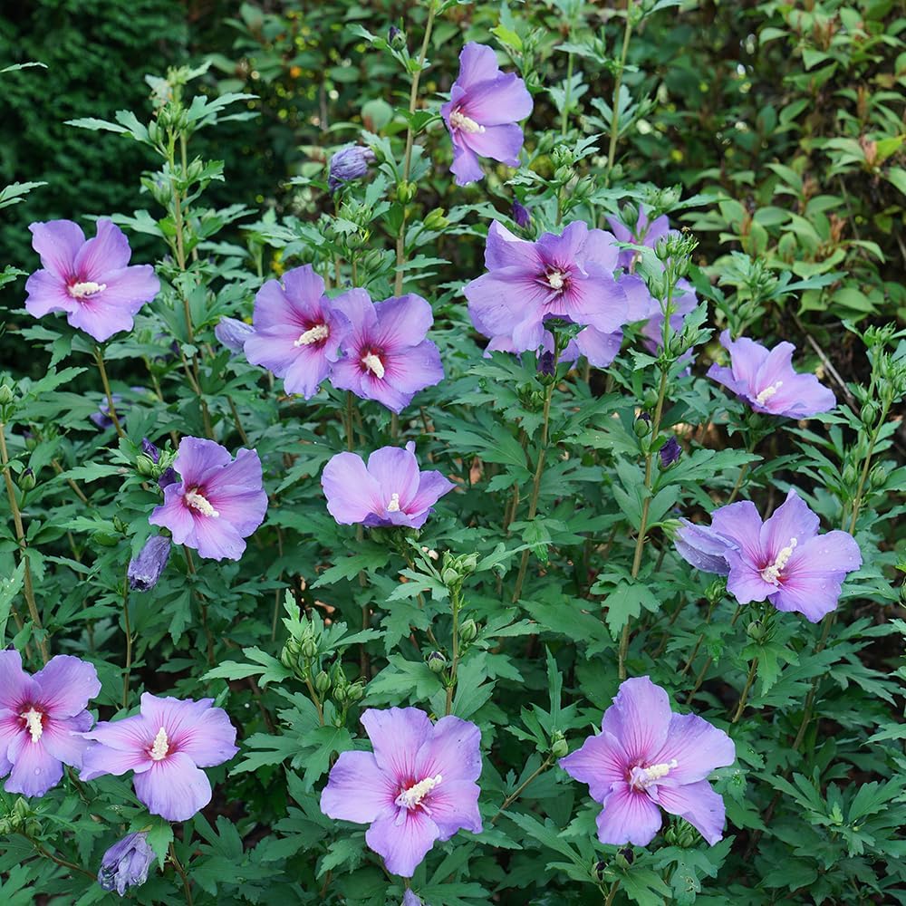 2 Gallon Hibiscus Shrub N15729