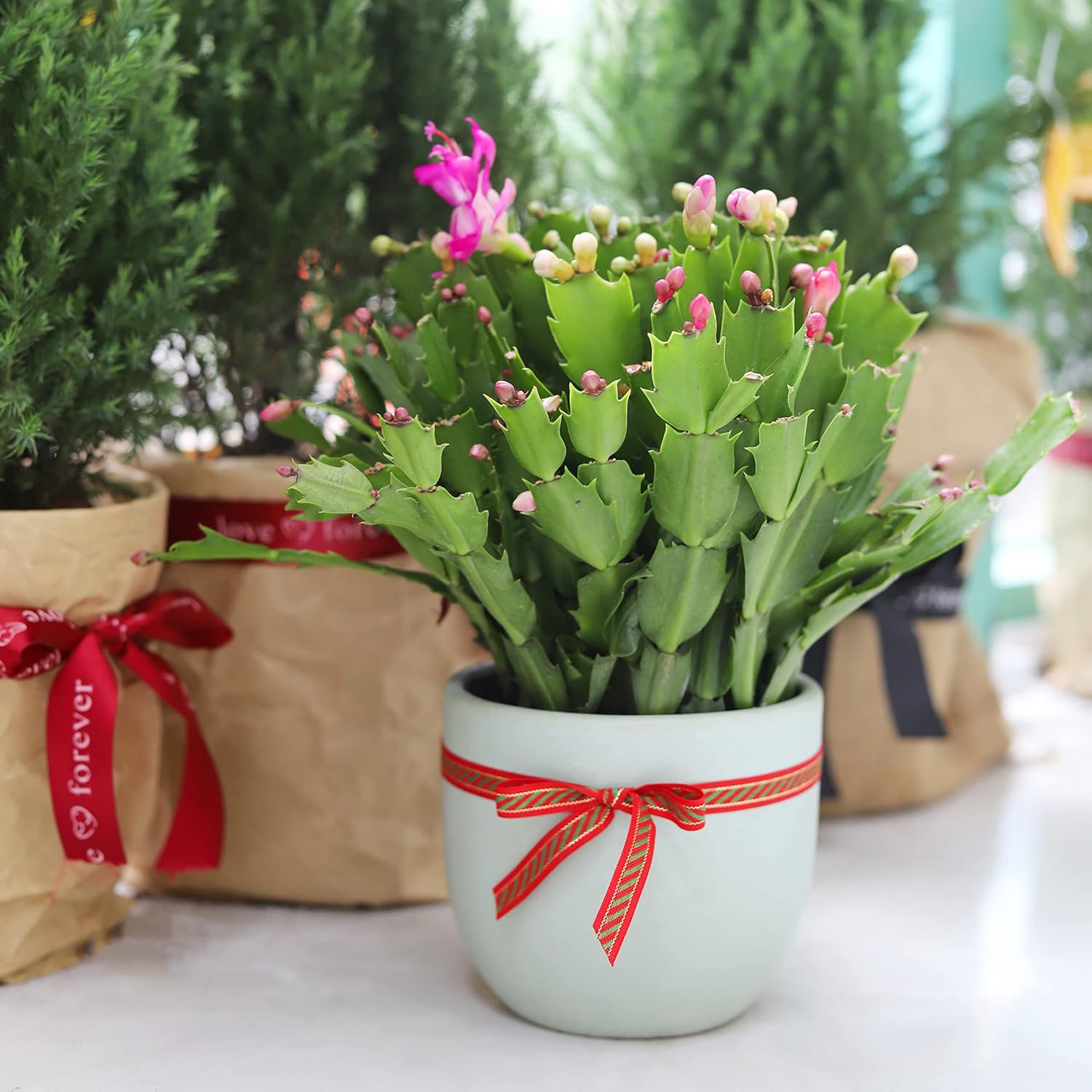 Live Cactus Plants B4385