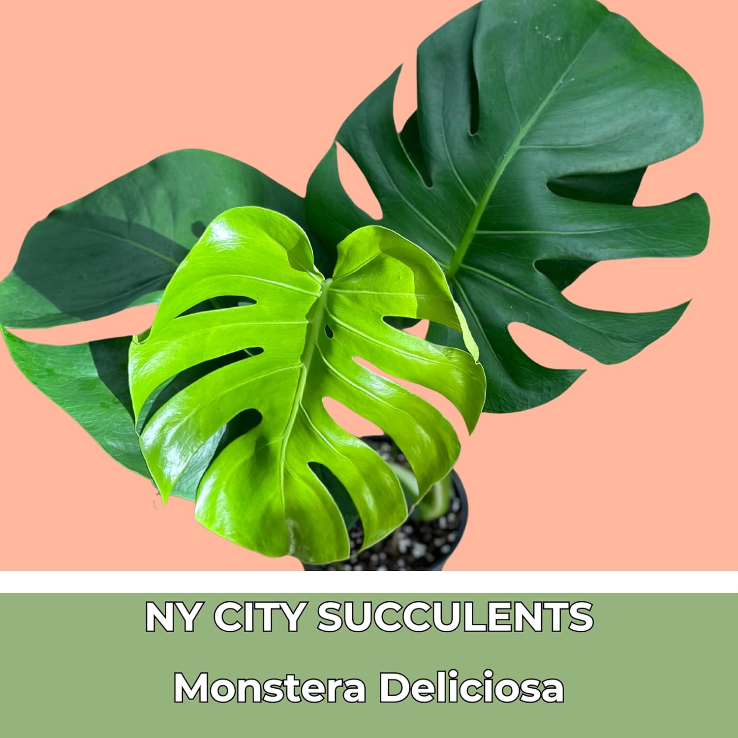 Monstera Deliciosa Live Plant with 4 Inch Pot X23645