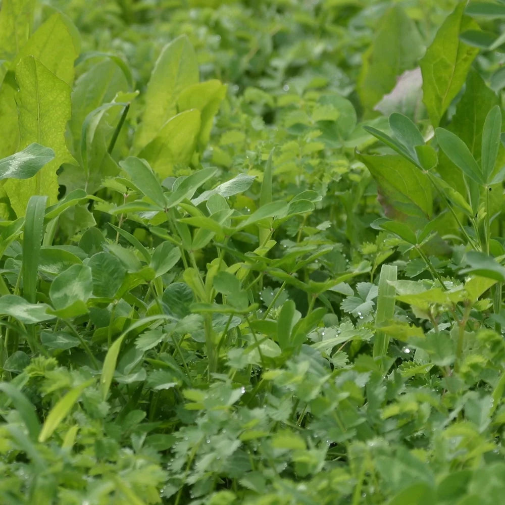 5.6 Pounds Perennial Deer Food Plot Seed K418