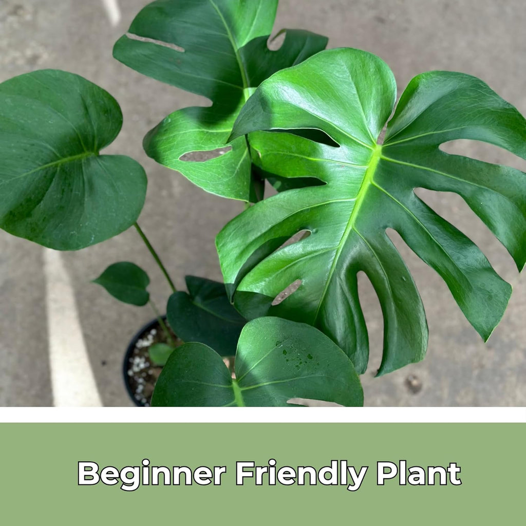 Monstera Deliciosa Live Plant with 4 Inch Pot X23645