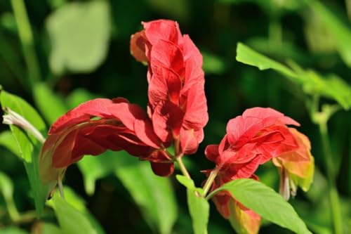 2 Shrimp Live Plants N417