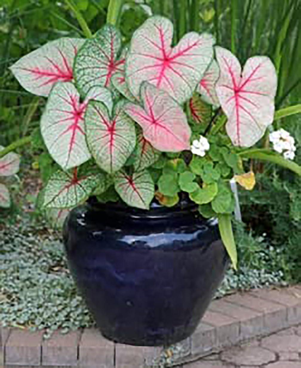 Large Size Caladium Root R62806