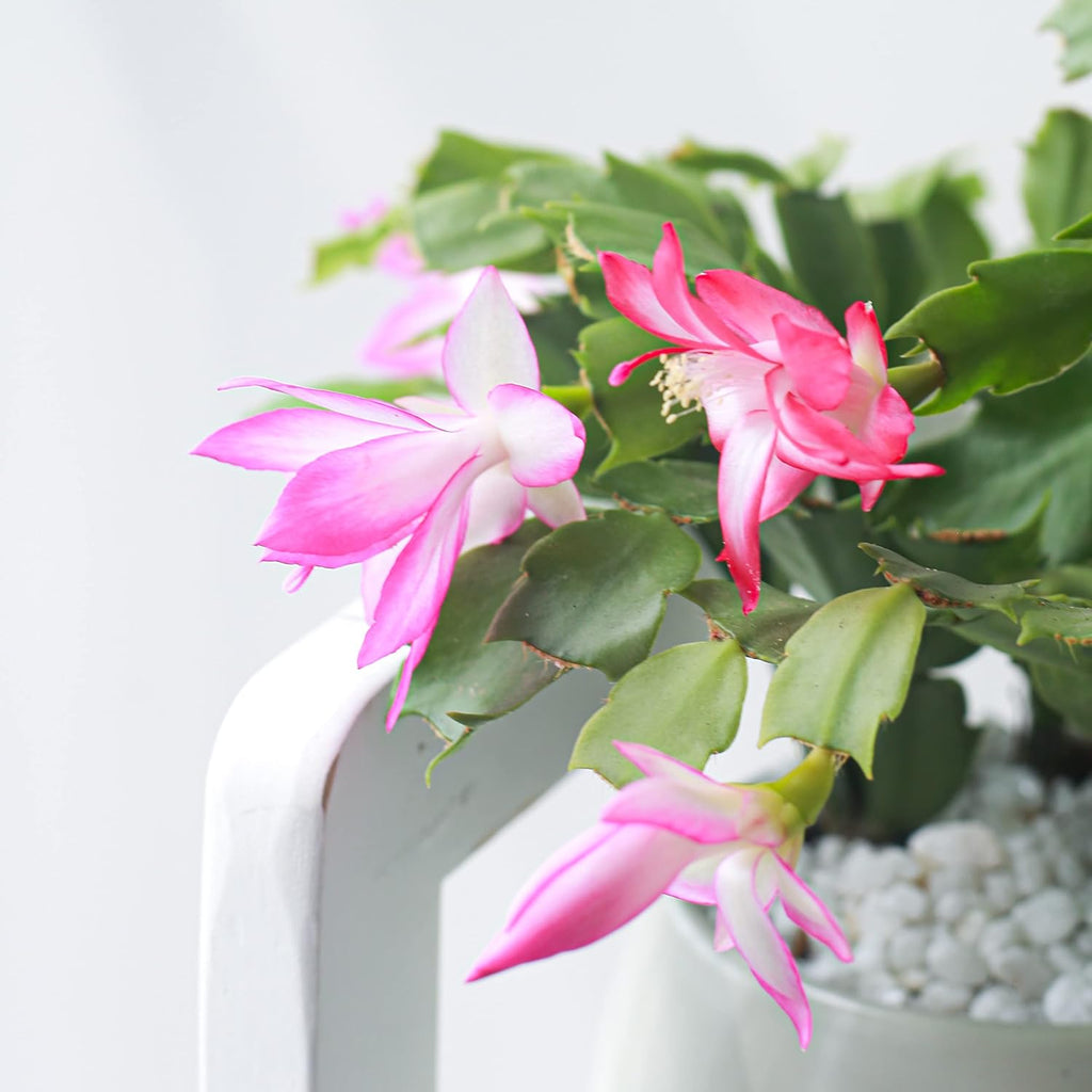 Live Cactus Plants B4385