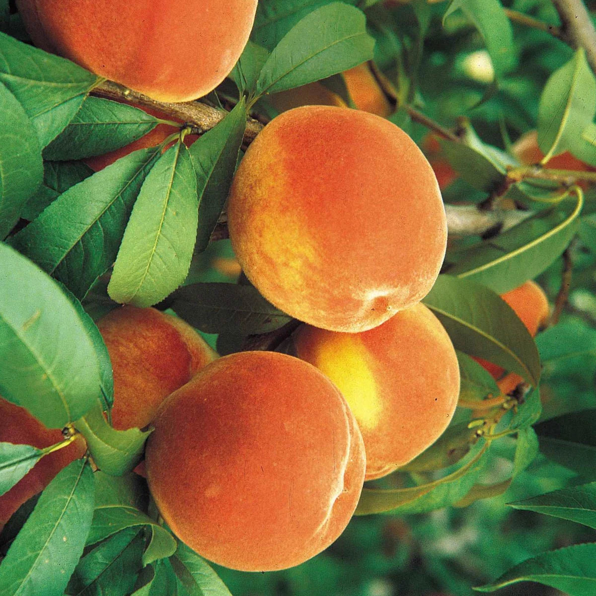 Peach Standard Dormant Bare Root Starter Fruit Tree, 1-Pack U4333