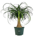 Ponytail Palm Live Houseplant (8-15 inches Tall) in growers pot Q9924