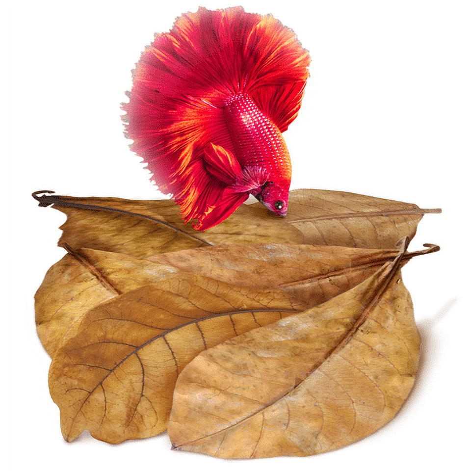 Indian Almond Leaves Water Conditioner for Freshwater Aquarium A3093