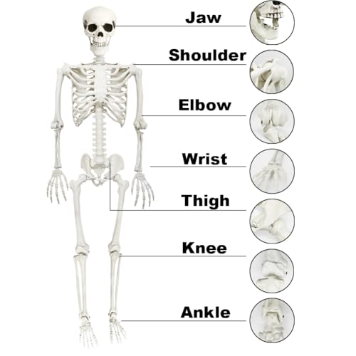 Life Size Skeleton with Posable Joints Glowing Eyes F40711