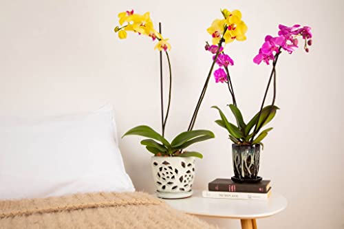 5 inch Ceramic Orchid Pot with Holes T34372
