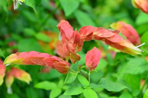 2 Shrimp Live Plants N417