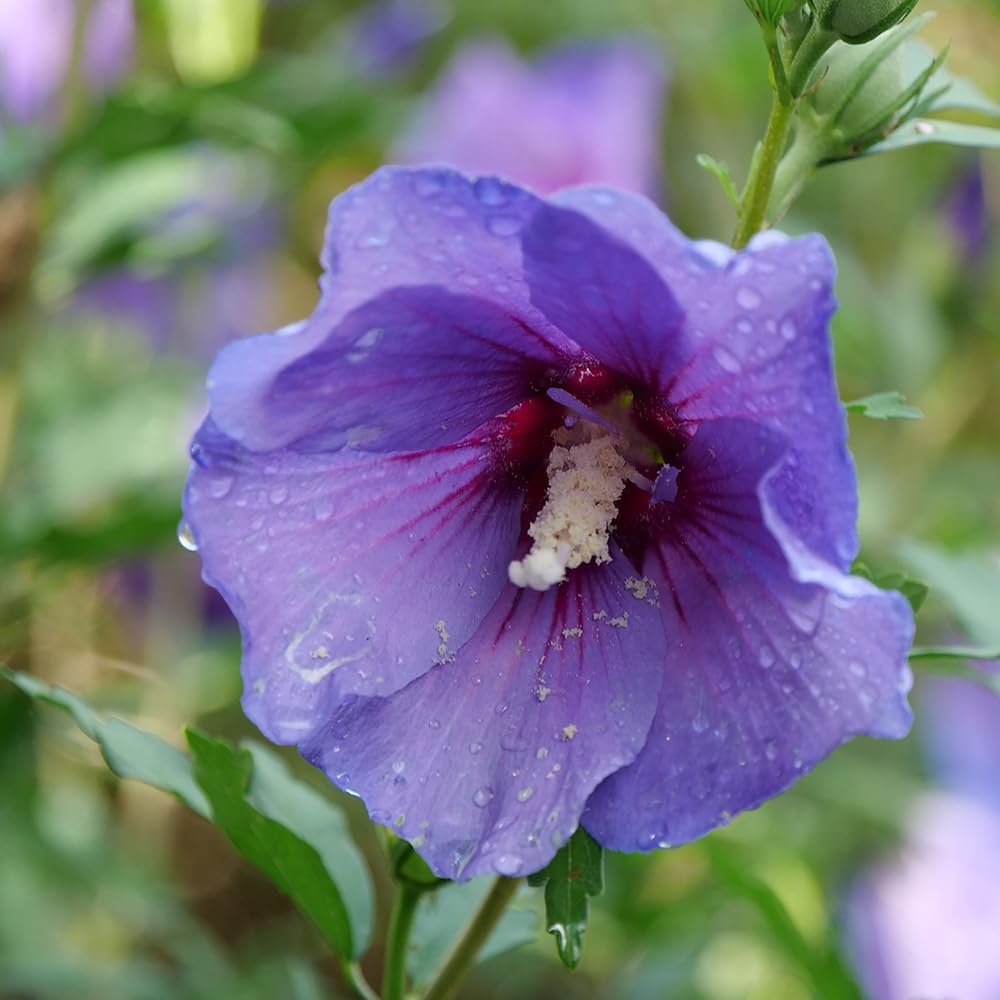 2 Gallon Hibiscus Shrub N15729