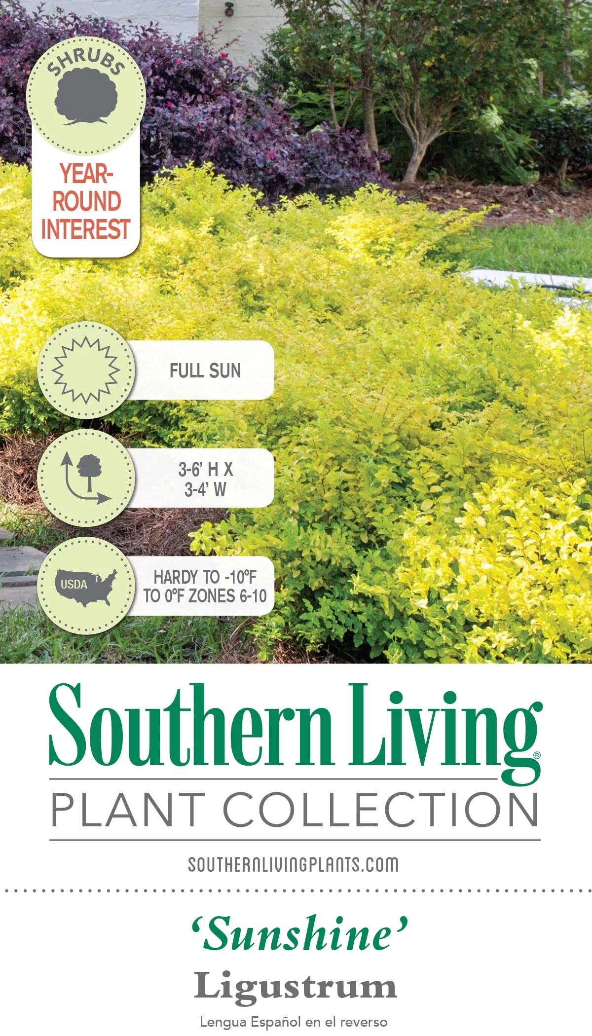 2 Gallon Evergreen Shrub with Bright Yellow Foliage O90592