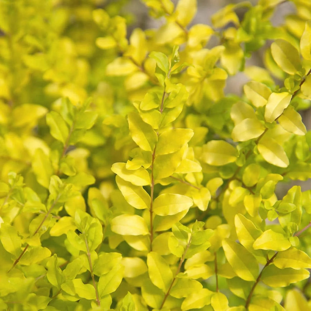 2 Gallon Evergreen Shrub with Bright Yellow Foliage O90592