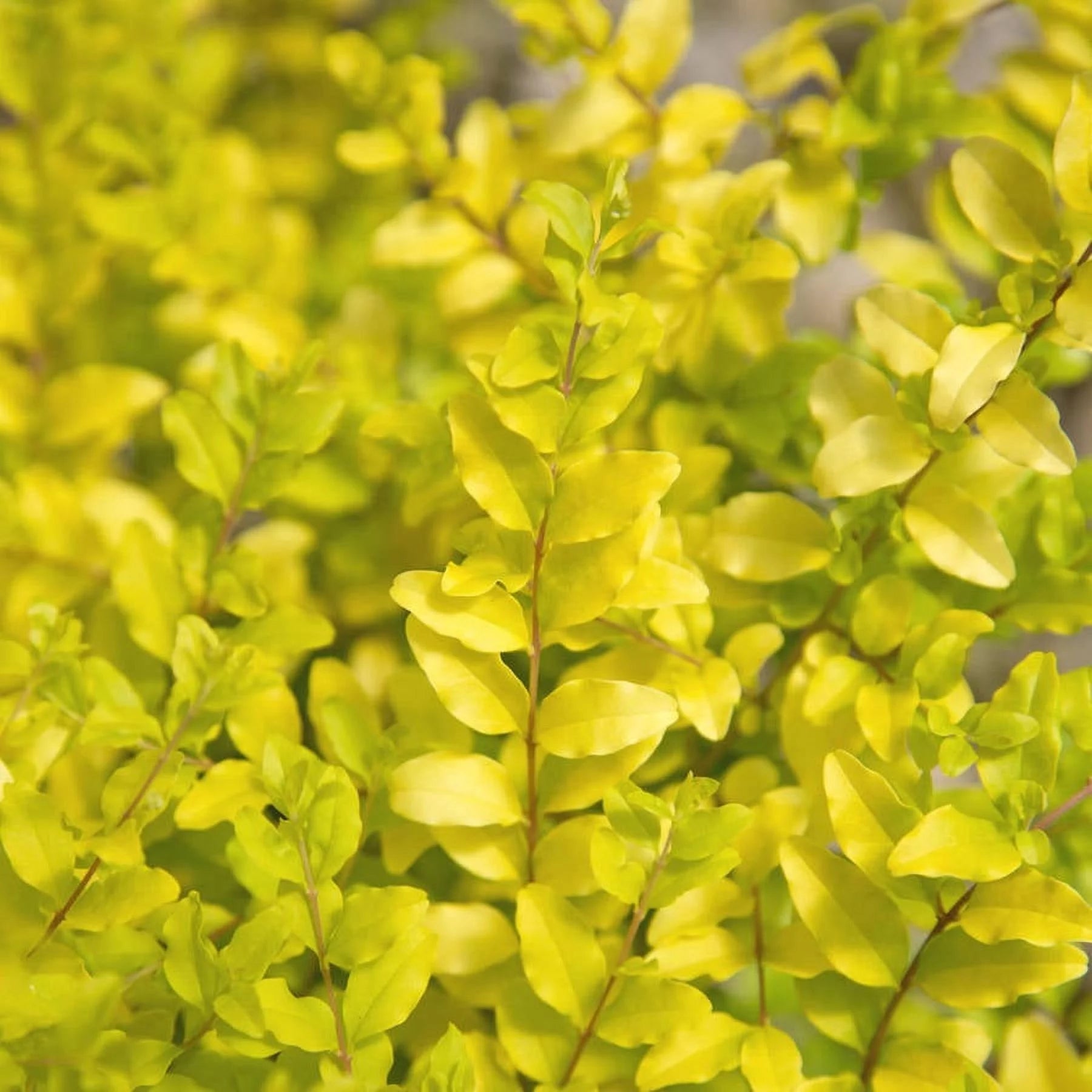 2 Gallon Evergreen Shrub with Bright Yellow Foliage O90592